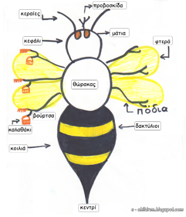 Ο θαυμαστός κόσμος της Μέλισσας!!!